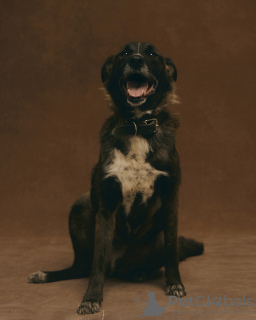 Foto №2 zu Ankündigung № 90682 zu verkaufen mischlingshund - einkaufen Russische Föderation aus dem tierheim