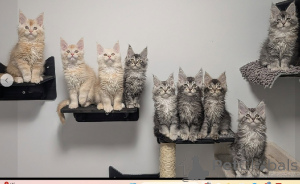 Foto №1. maine-coon-katze - zum Verkauf in der Stadt Helsinki | verhandelt | Ankündigung № 165123