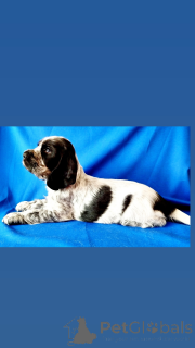 Foto №3. Ich verkaufe englischen Cocker. Weißrussland