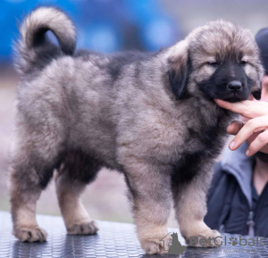 Zusätzliche Fotos: Jugoslawischer Schäferhund - Sharplaninec Welpen