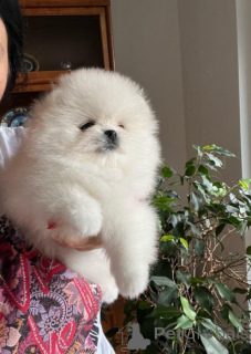 Foto №1. pommersche spitz - zum Verkauf in der Stadt Herzogtum Lauenburg | verhandelt | Ankündigung № 166539