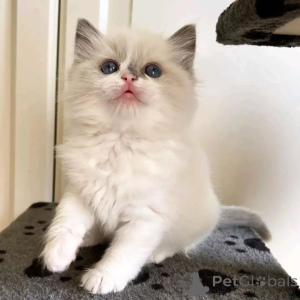 Foto №2 zu Ankündigung № 156265 zu verkaufen ragdoll-katze - einkaufen Schweden quotient 	ankündigung