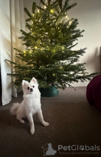 Foto №1. pommersche spitz - zum Verkauf in der Stadt London | 300€ | Ankündigung № 127123