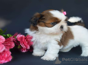 Foto №3. Registrierte Shih Tzu Welpen. Griechenland