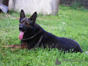 Foto №2 zu Ankündigung № 15913 zu verkaufen deutscher schäferhund - einkaufen Ukraine 