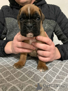 Foto №4. Ich werde verkaufen deutscher boxer in der Stadt Belgrad.  - preis - verhandelt