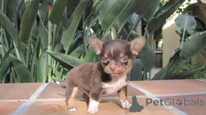 Foto №1. chihuahua - zum Verkauf in der Stadt Berlin | 270€ | Ankündigung № 135791