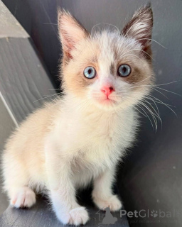Foto №2 zu Ankündigung № 160909 zu verkaufen ragdoll-katze - einkaufen Spanien züchter