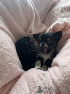 Foto №2 zu Ankündigung № 143853 zu verkaufen chihuahua - einkaufen USA quotient 	ankündigung