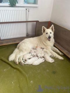 Foto №2 zu Ankündigung № 51322 zu verkaufen berger blanc suisse - einkaufen Tschechische Republik züchter