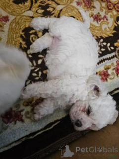 Foto №2 zu Ankündigung № 175722 zu verkaufen bichon frisé - einkaufen Deutschland quotient 	ankündigung