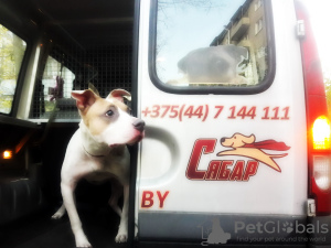 Foto №1. Dienstleistungen für die Lieferung und den Transport von Katzen und Hunden in der Stadt Minsk. Ankündigung № 9412