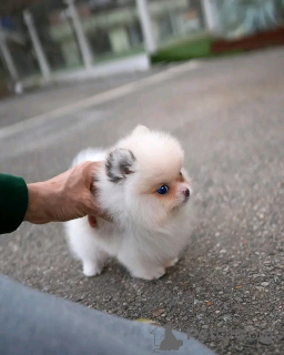 Foto №3. Teacup-Pomeranian Zur Adoption. Deutschland