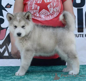 Foto №4. Ich werde verkaufen alaskan malamute in der Stadt Uzdin.  - preis - verhandelt