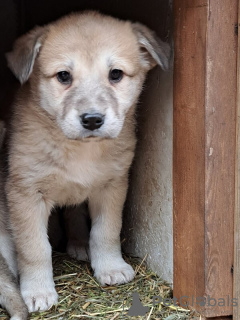 Foto №2 zu Ankündigung № 126695 zu verkaufen mischlingshund - einkaufen Russische Föderation 