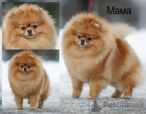 Foto №4. Ich werde verkaufen german spitz in der Stadt Minsk. vom kindergarten - preis - 808€