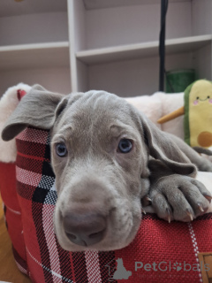 Foto №4. Ich werde verkaufen weimaraner in der Stadt Astana. züchter - preis - 531€