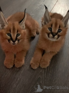 Foto №2 zu Ankündigung № 158831 zu verkaufen caracal - einkaufen Deutschland aus dem tierheim, züchter