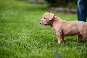 Foto №1. american bully - zum Verkauf in der Stadt Sarajevo | verhandelt | Ankündigung № 105668