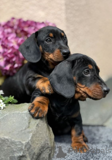 Foto №1. dackel - zum Verkauf in der Stadt Lahti | 350€ | Ankündigung № 167373