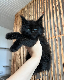 Foto №3. Flauschige Maine-Coon-Kätzchen sind gesund, verspielt und liebevoll erhältlich. Deutschland