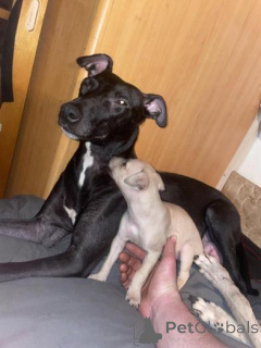 Foto №1. whippet - zum Verkauf in der Stadt Latgale | verhandelt | Ankündigung № 160023