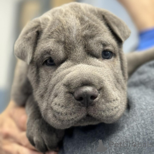 Foto №3. Schöne chinesische Shar-Pei-Welpen. Dänemark
