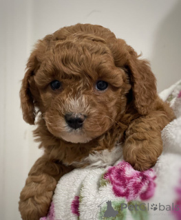 Foto №2 zu Ankündigung № 143768 zu verkaufen cavalier king charles spaniel - einkaufen Österreich züchter