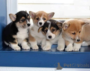 Foto №1. welsh corgi - zum Verkauf in der Stadt Tallinn | verhandelt | Ankündigung № 162257