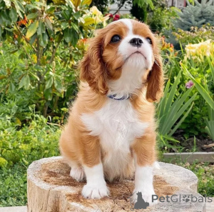 Foto №1. cavalier king charles spaniel - zum Verkauf in der Stadt Þorlákshöfn | verhandelt | Ankündigung № 155453