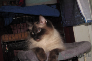 Foto №1. ragdoll-katze - zum Verkauf in der Stadt Charleston | 581€ | Ankündigung № 146694