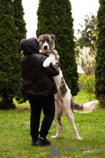 Foto №4. Ich werde verkaufen mischlingshund in der Stadt Москва. quotient 	ankündigung - preis - Frei