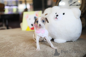 Foto №1. chihuahua - zum Verkauf in der Stadt Arizona | verhandelt | Ankündigung № 152854