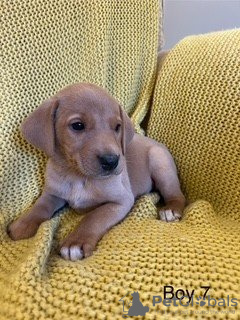 Foto №4. Ich werde verkaufen labrador retriever in der Stadt Дрезден. quotient 	ankündigung - preis - 550€