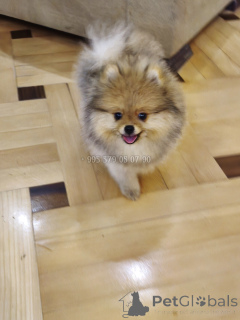 Foto №2 zu Ankündigung № 165866 zu verkaufen pommersche spitz - einkaufen Georgien quotient 	ankündigung, vom kindergarten, züchter