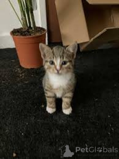 Foto №2 zu Ankündigung № 160773 zu verkaufen europäisch kurzhaar - einkaufen Niederlande züchter