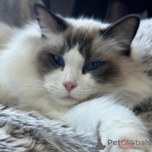 Foto №2 zu Ankündigung № 157131 zu verkaufen ragdoll-katze - einkaufen Schweiz quotient 	ankündigung