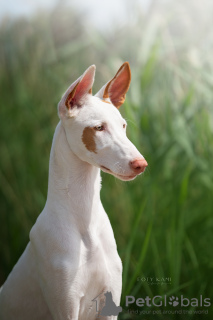 Foto №1. podenco ibicenco - zum Verkauf in der Stadt Vilnius | 1900€ | Ankündigung № 58787