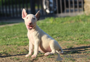 Foto №3. Standard-Bullterrier-Welpen. Serbien