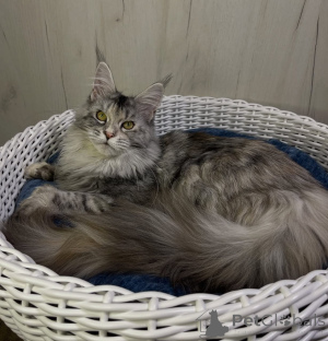Foto №1. maine-coon-katze - zum Verkauf in der Stadt Alabama | 1€ | Ankündigung № 161214