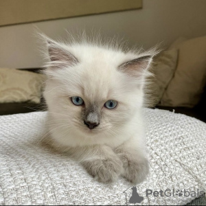 Foto №2 zu Ankündigung № 105183 zu verkaufen ragdoll-katze - einkaufen Deutschland quotient 	ankündigung