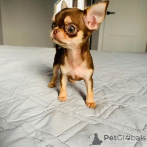 Foto №2 zu Ankündigung № 174875 zu verkaufen chihuahua - einkaufen Frankreich quotient 	ankündigung