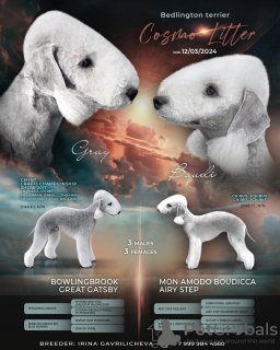 Foto №2 zu Ankündigung № 106821 zu verkaufen bedlington terrier - einkaufen Russische Föderation quotient 	ankündigung