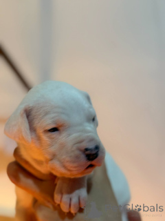Foto №3. Hund Argentinien Dogo Argentino FCI. Polen