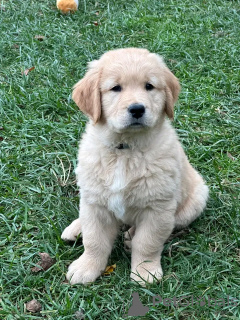 Foto №1. golden retriever - zum Verkauf in der Stadt Мадрид | Frei | Ankündigung № 103882