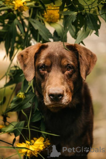 Foto №1. labrador retriever - zum Verkauf in der Stadt Chimki | Frei | Ankündigung № 156854