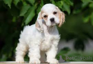 Foto №2 zu Ankündigung № 164200 zu verkaufen english cocker spaniel - einkaufen Großbritannien quotient 	ankündigung, züchter