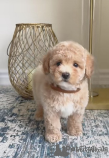 Foto №3. Maltipoo-Welpen. Deutschland