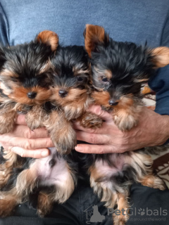 Foto №2 zu Ankündigung № 40309 zu verkaufen yorkshire terrier - einkaufen Polen quotient 	ankündigung