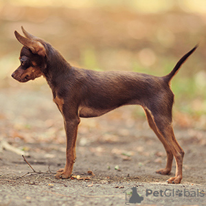 Foto №2 zu Ankündigung № 125935 zu verkaufen russkiy toy - einkaufen Großbritannien quotient 	ankündigung, züchter